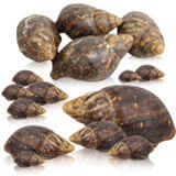 Snail